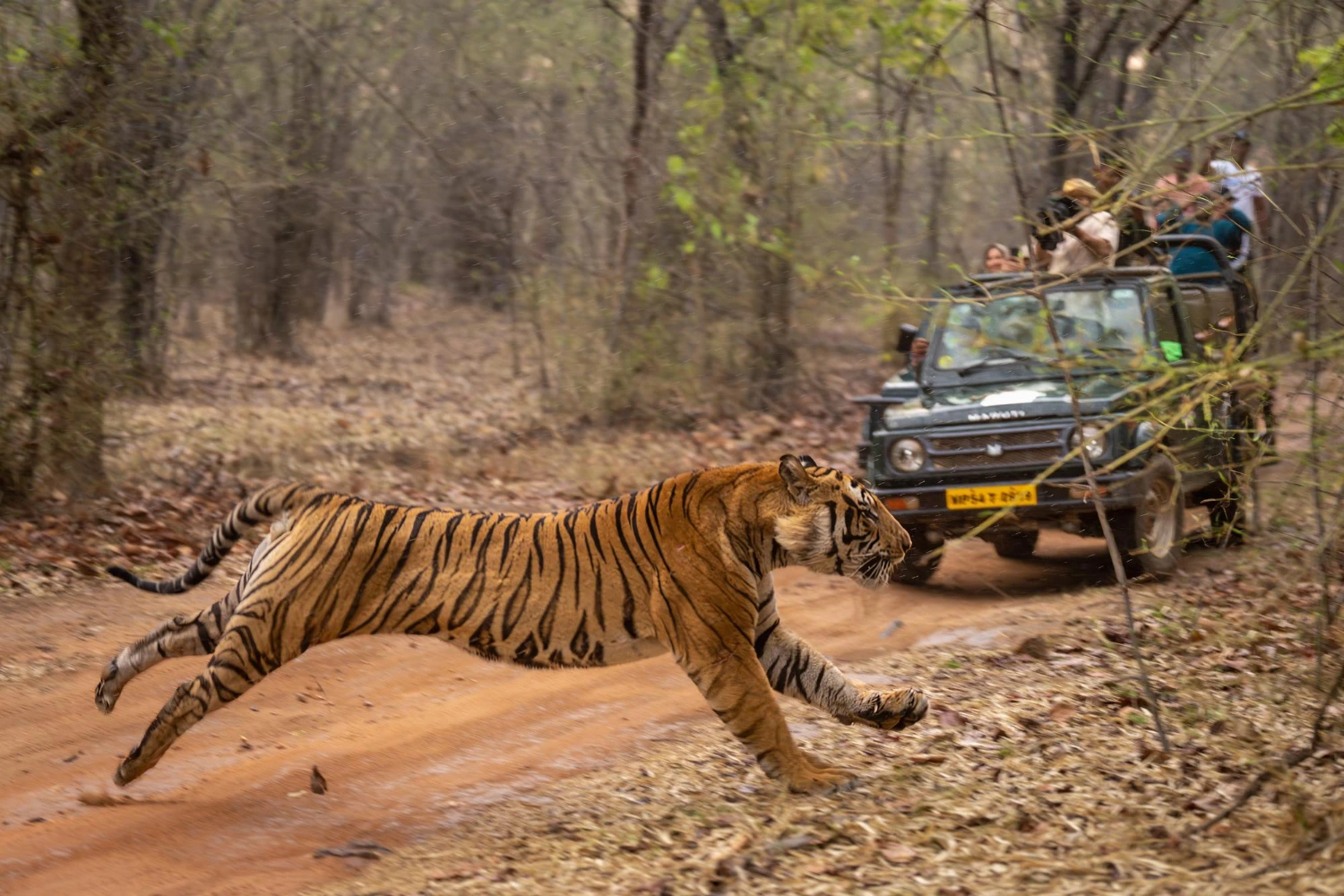 Luxury Resorts in Jim Corbett Premium Wildlife Experiences